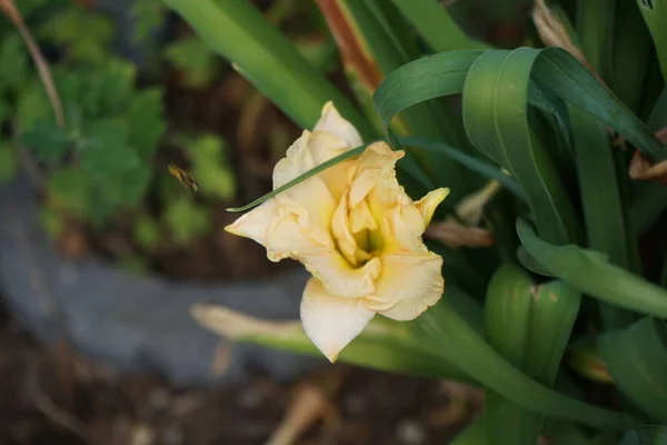 六月份 金银花 Schnickel Fritz 菊花是菊花属的开花植物 是菊花科的一员 是菊花科的亚科 德国柏林 — 图库照片