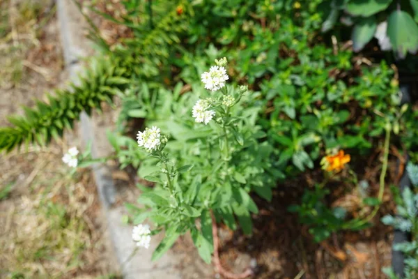 Berteroa Incana Ist Eine Blütenpflanze Aus Der Familie Der Senfgewächse — Stockfoto