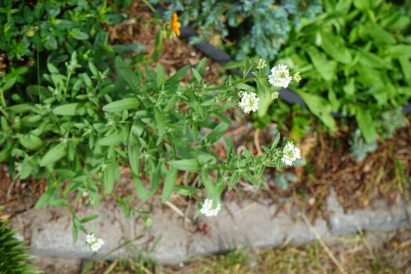 白花菜是芥菜科的一种开花植物 其种类为黄花科 牠们的俗名有 Hoary Alyssum False Hoary Madwort Hoary Berteroa和Hoary — 图库照片