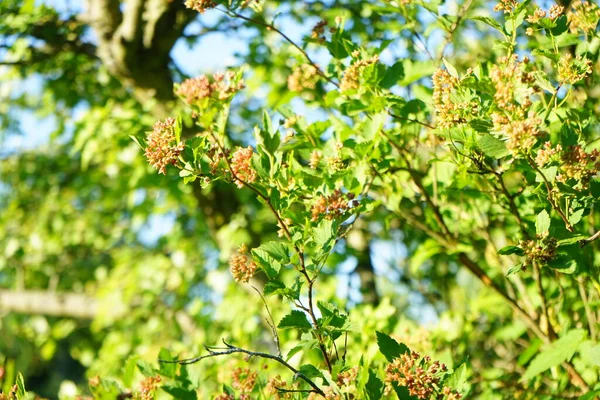 Haziran 'da bahçede Physocarpus opulifolius. Physocarpus opulifolilius ya da bilinen adıyla Physocarpus opulifolius, gül familyasından bir bitki türü. Berlin, Almanya   