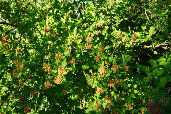 Physocarpus Opulifolius Саду Июне Physocarpus Opulifolius Common Eastern Fectic Просто — стоковое фото