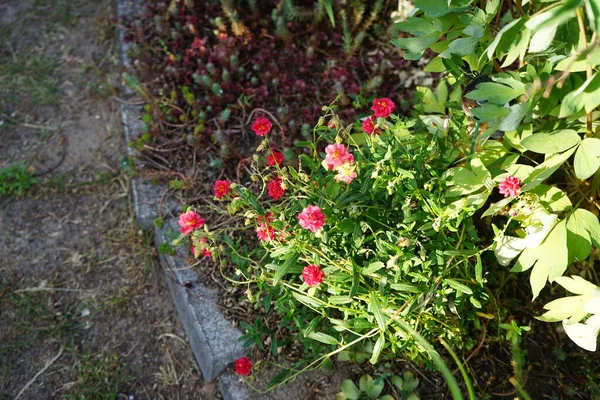 Helianthemum Cultorum Cerise Queen Winter Green Ground Covering Perennial Shines — Stock Photo, Image