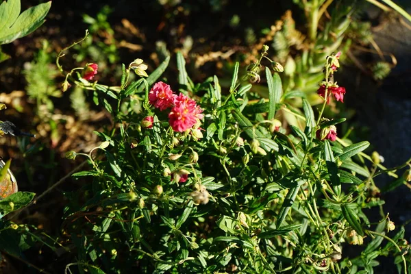 Helianthemum Cultorum Cultorum Cerise Queen 은수많은 분홍색 꽃으로 녹색의 지상을 — 스톡 사진
