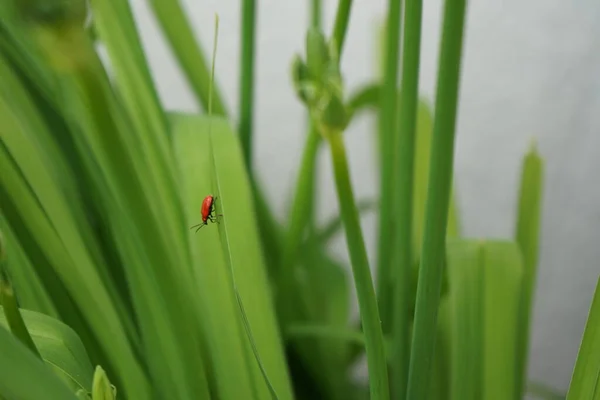 Červený Brouk Lilioceris Lilii Sedí Listu Hemerocallis Fulva Červnu Pest — Stock fotografie