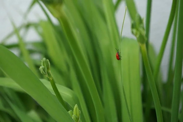 The red beetle Lilioceris lilii sits on a leaf of Hemerocallis fulva in June. Pest of lilies and other bulbous plants Lilioceris lilii is a species of beetle belonging to the family Chrysomelidae. Berlin, Germany