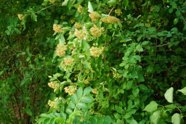 Haziran 'da bahçede Physocarpus opulifolius. Physocarpus opulifolilius ya da bilinen adıyla Physocarpus opulifolius, gül familyasından bir bitki türü. Berlin, Almanya  