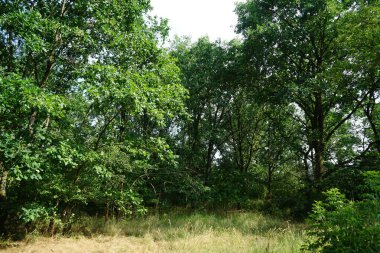 Berlinliler 'in dinlenme alanındaki haziran bitkileriyle güzel bir manzara. Berlin, Almanya 