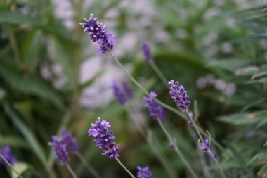 Lavandula angustifolia 