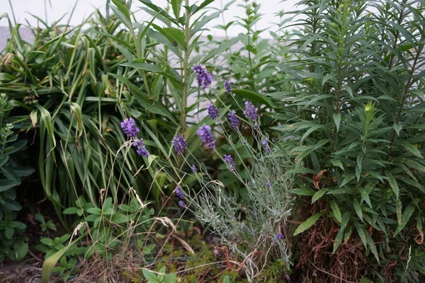 Lavandula Angustifolia Hidcote Florece Jardín Junio Lavandula Una Especie Planta —  Fotos de Stock