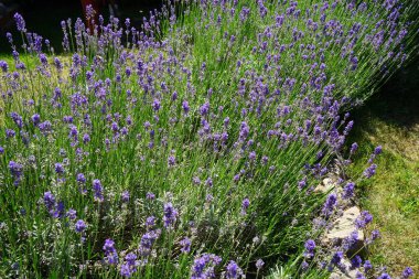 Lavanta haziranda açar. Lavandula (lavanta olarak da bilinir), naneli bitki familyasından bir bitki türüdür. Berlin, Almanya 