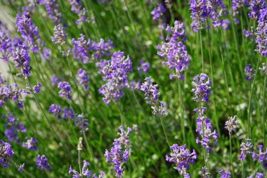 Lavanta haziranda açar. Lavandula (lavanta olarak da bilinir), naneli bitki familyasından bir bitki türüdür. Berlin, Almanya