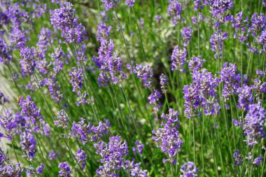 Lavanta haziranda açar. Lavandula (lavanta olarak da bilinir), naneli bitki familyasından bir bitki türüdür. Berlin, Almanya