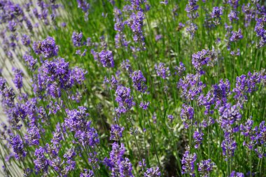 Lavanta haziranda açar. Lavandula (lavanta olarak da bilinir), naneli bitki familyasından bir bitki türüdür. Berlin, Almanya