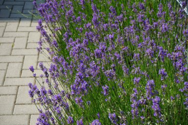 Lavanta haziranda açar. Lavandula (lavanta olarak da bilinir), naneli bitki familyasından bir bitki türüdür. Berlin, Almanya
