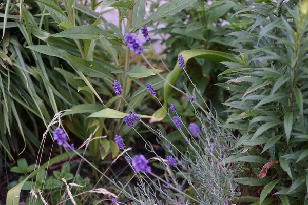 Lavandula Angustifolia Hidcote Floresce Jardim Junho Lavandula Uma Espécie Planta — Fotografia de Stock