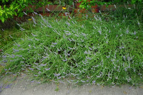 Lavendel Bloeit Juni Lavandula Een Plant Uit Grassenfamilie Lamiaceae Berlijn — Stockfoto