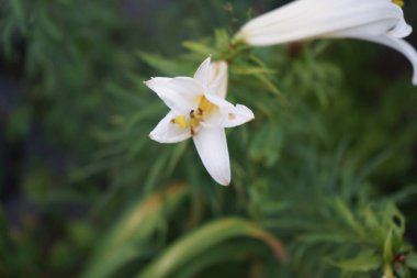 Lilium regale 'Regale Album' Haziran 'da bahçede çiçek açar. Zambak (