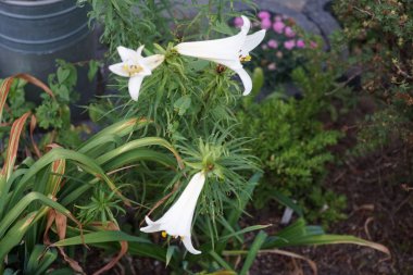 Lilium regale 'Regale Album' Haziran 'da bahçede çiçek açar. Zambak (