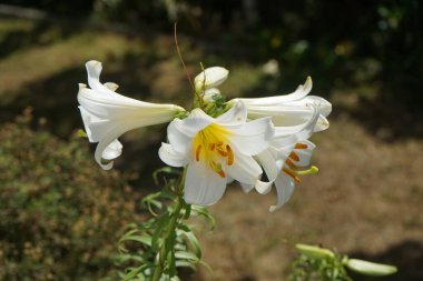 Lilium regale 'Regale Album' Haziran 'da bahçede çiçek açar. Zambak (