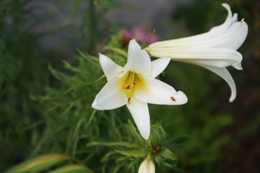 Lilium regale 'Regale Album' Haziran 'da bahçede çiçek açar. Zambak (