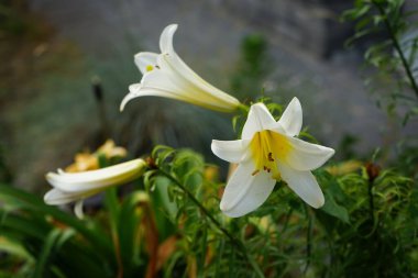 Lilium regale 'Regale Album' Haziran 'da bahçede çiçek açar. Zambak (