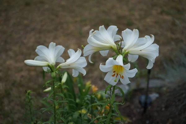 Июне Саду Цветет Лилейная Регалия Regale Lilium Regale Королевская Лилия — стоковое фото