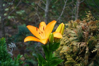 Turuncu zambak, Lilium Asyalı, Haziran 'da bahçede çiçek açar. Lilium, gerçek zambaklar, büyük, belirgin çiçekleri olan, ampullerden büyüyen bir bitki cinsidir. Berlin, Almanya 