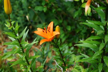 Turuncu zambak, Lilium Asyalı, Haziran 'da bahçede çiçek açar. Lilium, gerçek zambaklar, büyük, belirgin çiçekleri olan, ampullerden büyüyen bir bitki cinsidir. Berlin, Almanya 