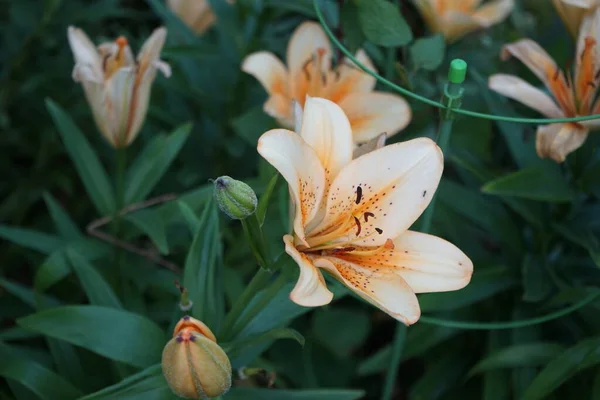 Die Asiatische Lilium Hybride Lachs Classic Blüht Juni Blassorange Garten — Stockfoto