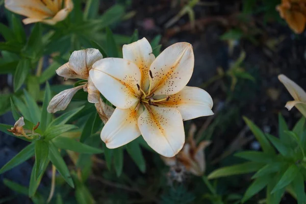 Lilium Asya Melezi Somon Klasik Haziran Bahçede Soluk Portakal Açar — Stok fotoğraf