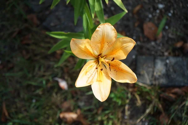 Lilium Asya Melezi Somon Klasik Haziran Bahçede Soluk Portakal Açar — Stok fotoğraf