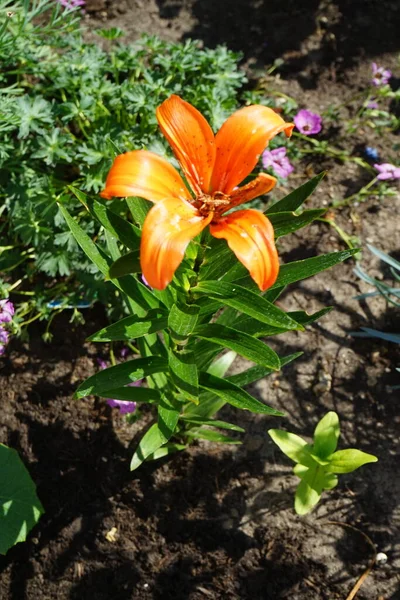 柑橘百合 亚洲百合 六月在花园里开花 百合花 真正的百合花 是一种生长在球茎上的草本植物 都有大而突出的花朵 德国柏林 — 图库照片