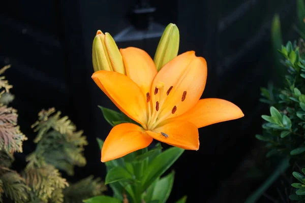 Оранжевая Лилия Лилия Азиатская Цветет Июне Саду Лилия Настоящие Лилии — стоковое фото