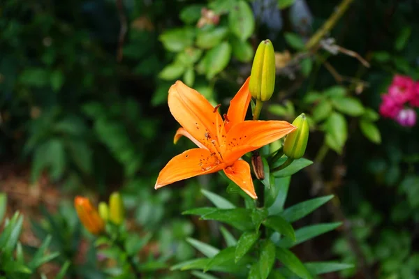 Lys Oranger Lilium Asiatique Fleurit Juin Dans Jardin Lilium Vrai — Photo