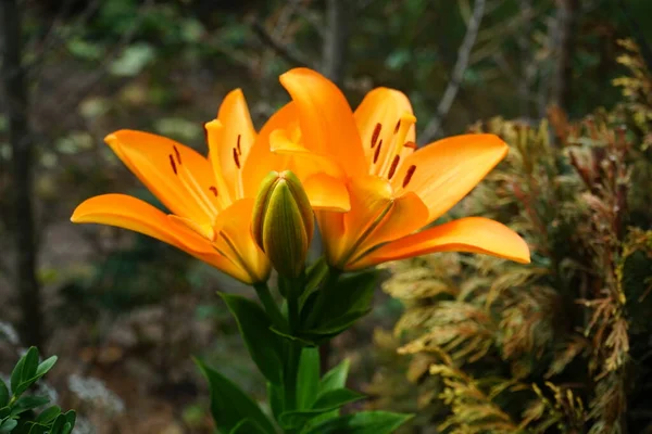 Oranssi Lilja Lilium Aasialainen Kukkii Kesäkuussa Puutarhassa Lilium Todellinen Liljat — kuvapankkivalokuva