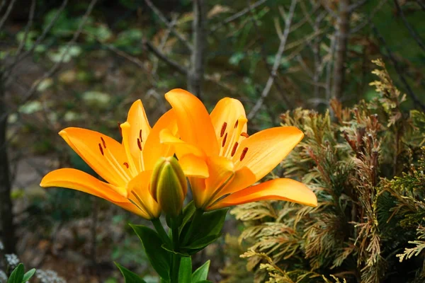Orangenlilie Lilium Asiatic Blüht Juni Garten Lilium Echte Lilien Ist — Stockfoto