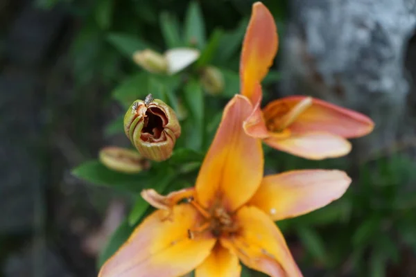 Lilium Asyalı Ebedi Marjolein Çiçekleri Haziran Bahçede Açar Lilium Gerçek — Stok fotoğraf