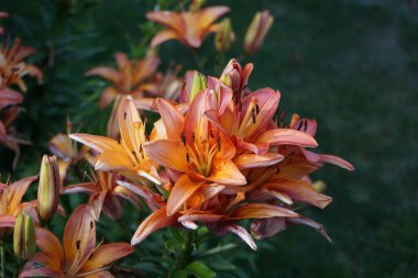 Lilium Asyalı Ebedi Marjolein çiçekleri Haziran 'da bahçede açar. Lilium, gerçek zambak, tüm büyük belirgin çiçekleri olan, ampullerden büyüyen bir bitki cinsidir. Berlin, Almanya