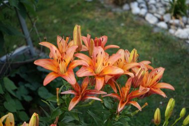 Lilium Asyalı Ebedi Marjolein çiçekleri Haziran 'da bahçede açar. Lilium, gerçek zambak, tüm büyük belirgin çiçekleri olan, ampullerden büyüyen bir bitki cinsidir. Berlin, Almanya