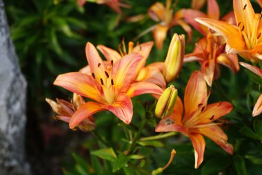 Lilium Asyalı Ebedi Marjolein çiçekleri Haziran 'da bahçede açar. Lilium, gerçek zambak, tüm büyük belirgin çiçekleri olan, ampullerden büyüyen bir bitki cinsidir. Berlin, Almanya