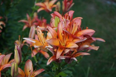 Lilium Asyalı Ebedi Marjolein çiçekleri Haziran 'da bahçede açar. Lilium, gerçek zambak, tüm büyük belirgin çiçekleri olan, ampullerden büyüyen bir bitki cinsidir. Berlin, Almanya