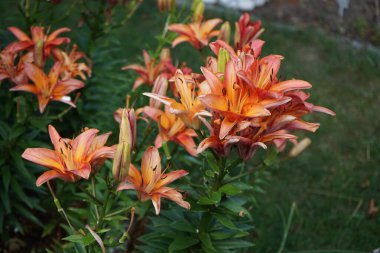 Lilium Asyalı Ebedi Marjolein çiçekleri Haziran 'da bahçede açar. Lilium, gerçek zambak, tüm büyük belirgin çiçekleri olan, ampullerden büyüyen bir bitki cinsidir. Berlin, Almanya