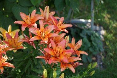 Lilium Asyalı Ebedi Marjolein çiçekleri Haziran 'da bahçede açar. Lilium, gerçek zambak, tüm büyük belirgin çiçekleri olan, ampullerden büyüyen bir bitki cinsidir. Berlin, Almanya