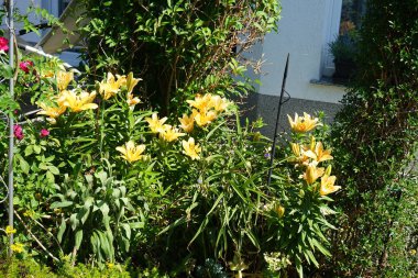Açık turuncu zambaklar Haziran 'da bahçede çiçek açar. Lilium, gerçek zambaklar, büyük, belirgin çiçekleri olan, ampullerden büyüyen bir bitki cinsidir. Berlin, Almanya 