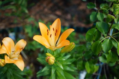 Açık turuncu zambaklar Haziran 'da bahçede çiçek açar. Lilium, gerçek zambaklar, büyük, belirgin çiçekleri olan, ampullerden büyüyen bir bitki cinsidir. Berlin, Almanya 