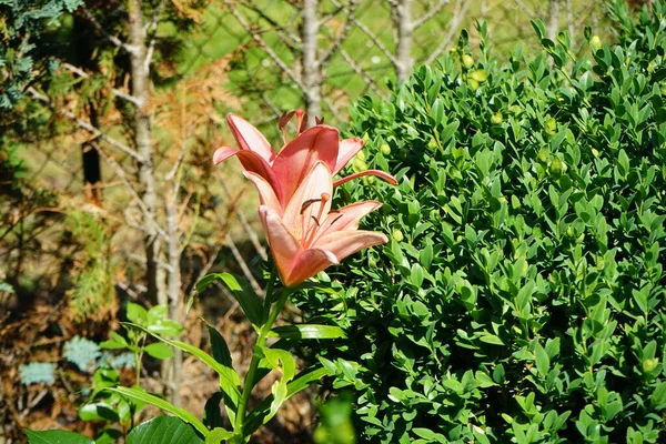 Цветы Азиатской Гибридной Розово Красной Лилии Lilium Asiatic Цветут Саду — стоковое фото