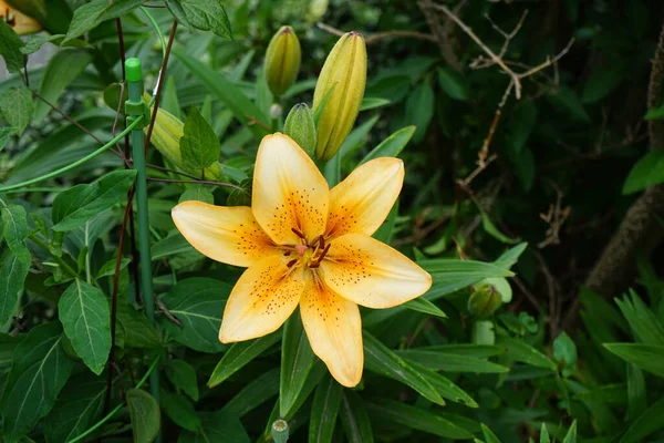 Lichtoranje Lelies Bloeien Juni Tuin Lilium Een Geslacht Uit Grassenfamilie — Stockfoto