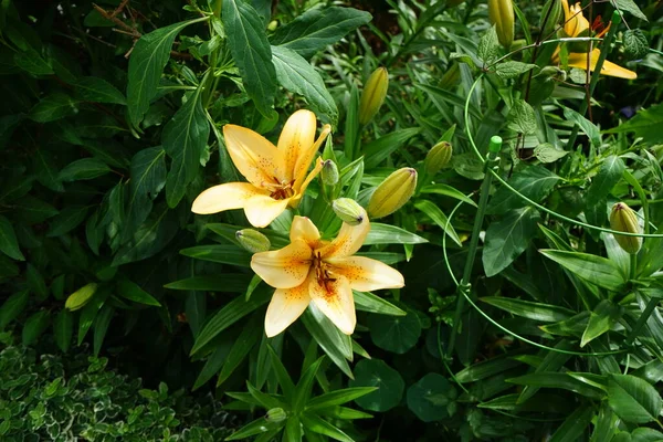 六月的花园里 淡橙色的百合花盛开 百合花 真正的百合花 是一种生长在球茎上的草本植物 都有大而突出的花朵 德国柏林 — 图库照片