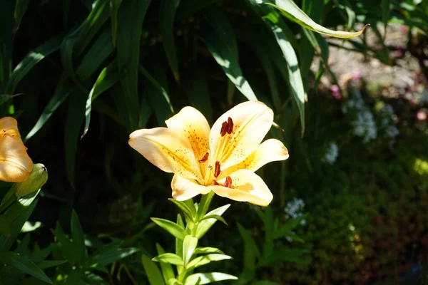 Lichtoranje Lelies Bloeien Juni Tuin Lilium Een Geslacht Uit Grassenfamilie — Stockfoto