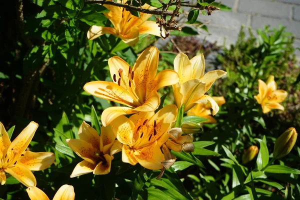 庭では6月に薄橙色のユリを咲かせます 真のユリは 球根から成長する草本の開花植物の属であり すべてが大きな目立つ花です ドイツ ベルリン — ストック写真